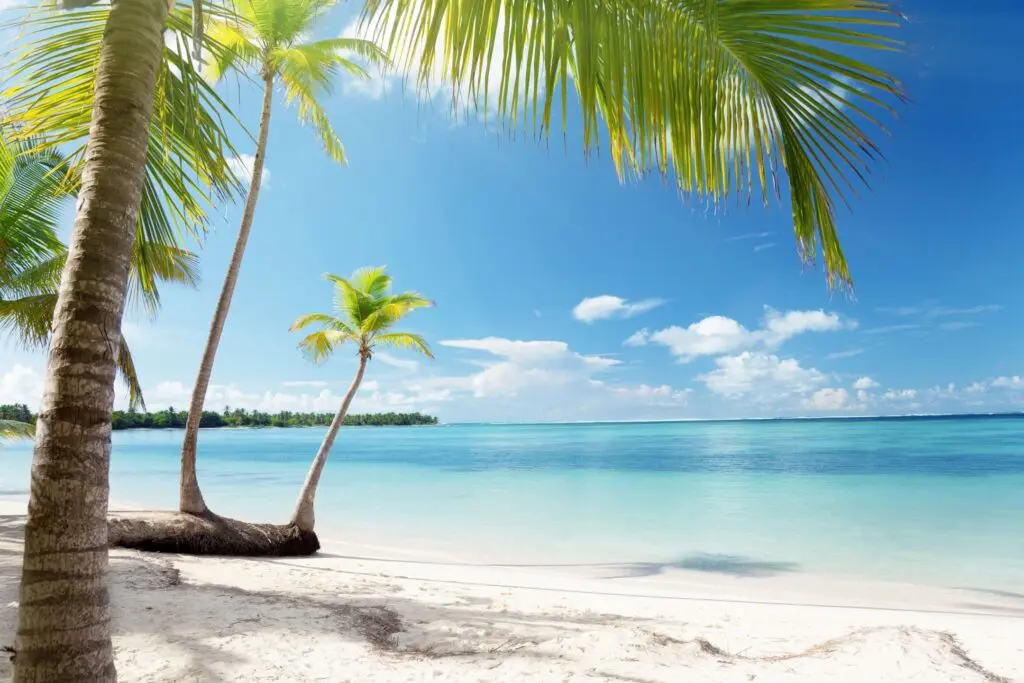 Coconut trees on a beach