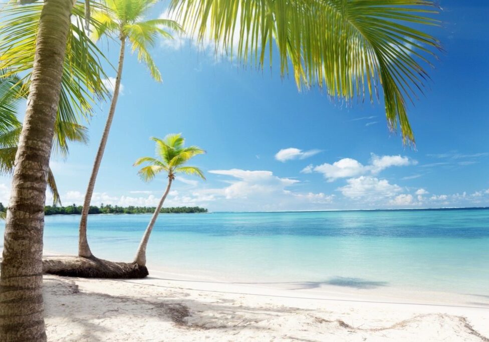 Coconut trees on a beach